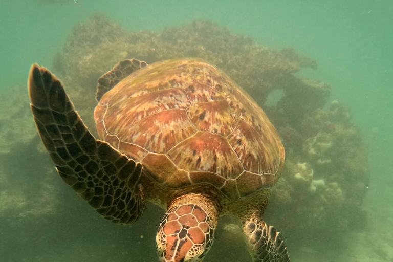 Mirissa: Private Snorkeling Tour with Guide & Hotel Pickup