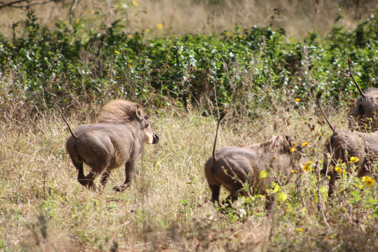 Gaborone: City Tour with Game Drive and Tswana Cuisine