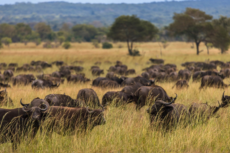 Från Zanzibar: Mikumi Safari med tvåmotorigt flygplan + lunchMikumi Safari – utan transfer