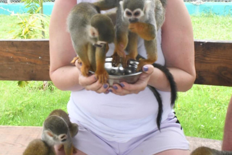 普拉塔港：从泰诺湾/安伯湾出发的猴子之旅和城市之旅普拉塔港：塔伊诺湾/安伯湾的猴子之旅和城市之旅