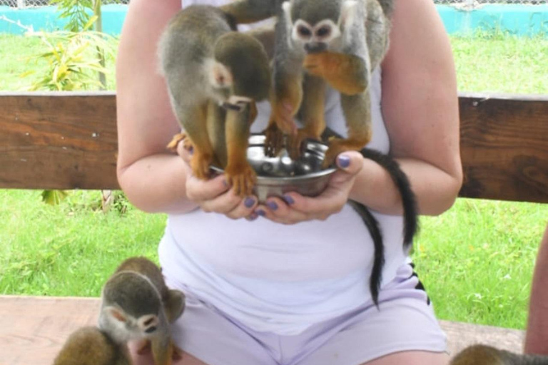 普拉塔港：从泰诺湾/安伯湾出发的猴子之旅和城市之旅普拉塔港：塔伊诺湾/安伯湾的猴子之旅和城市之旅