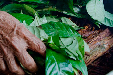 Tambopata : Retiro de Ayahuasca 2D | alojamiento y almuerzo