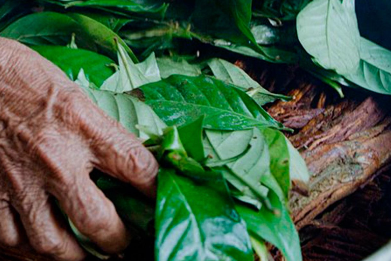 Tambopata : Retiro de Ayahuasca 2D | alojamiento y almuerzo