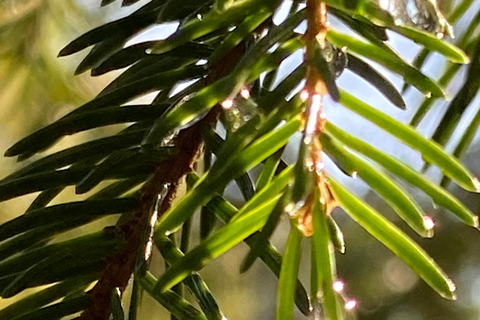 Forest Bathing in Stockholm nature with certified guide Forest bathing with tea-ceremony in mossy nature reserve