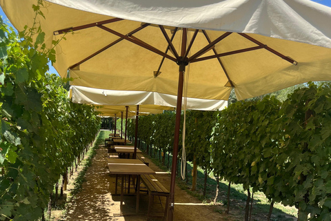 Florence: Pisa, Siena, & San Gimignano Day Trip with Lunch VIP SMALL GROUP