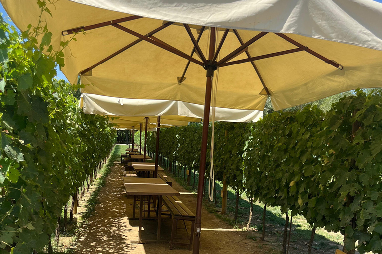 Florence: Pisa, Siena, & San Gimignano Day Trip with Lunch VIP SMALL GROUP