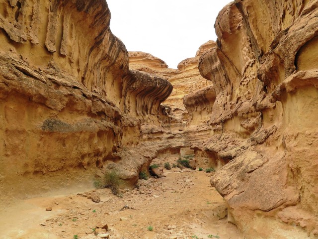 Visit Southern Tunisia.Tozeur.1-day hike in captivating gorges. in Tozeur