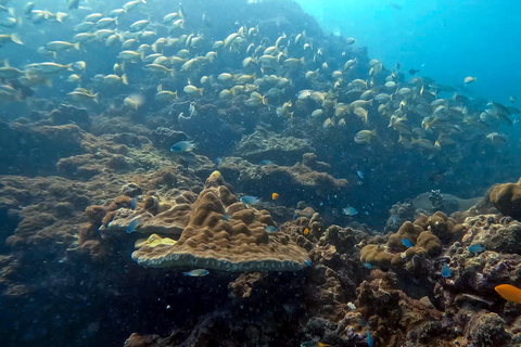 Scuba diving from stunning coral reef in the heart of Phuket