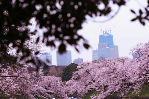 Tokyo Cherry Blossom Walking Tour & Hanami Experience