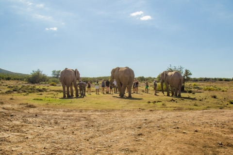 Desde Ciudad del Cabo: Safari de 2 días por la fauna sudafricanaPaquete turístico privado - Deluxe