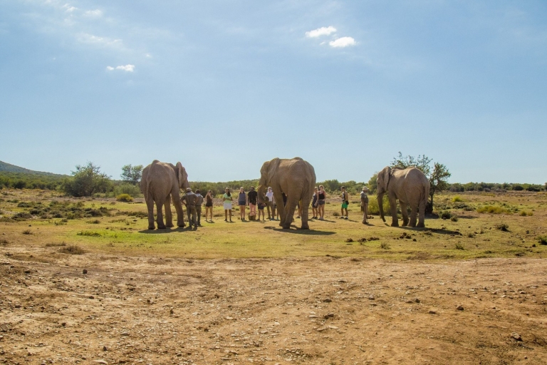 Desde Ciudad del Cabo: Safari de 2 días por la fauna sudafricanaPaquete Estancia Confort