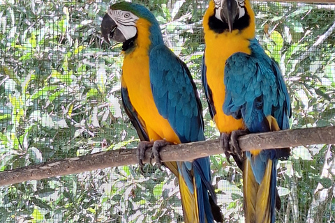 Iquitos: Pilpintuwasi Butterfly Farm and Native Communities