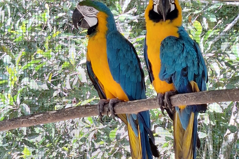 Iquitos: Pilpintuwasi Butterfly Farm and Native Communities