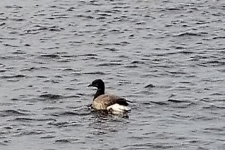 Bird Watching tour in Natural Park near Riga (Latvia)