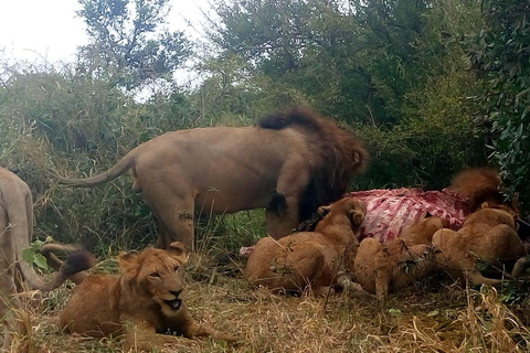 Excursión Kruger y Pano de 5 días con todo incluido desde JHB