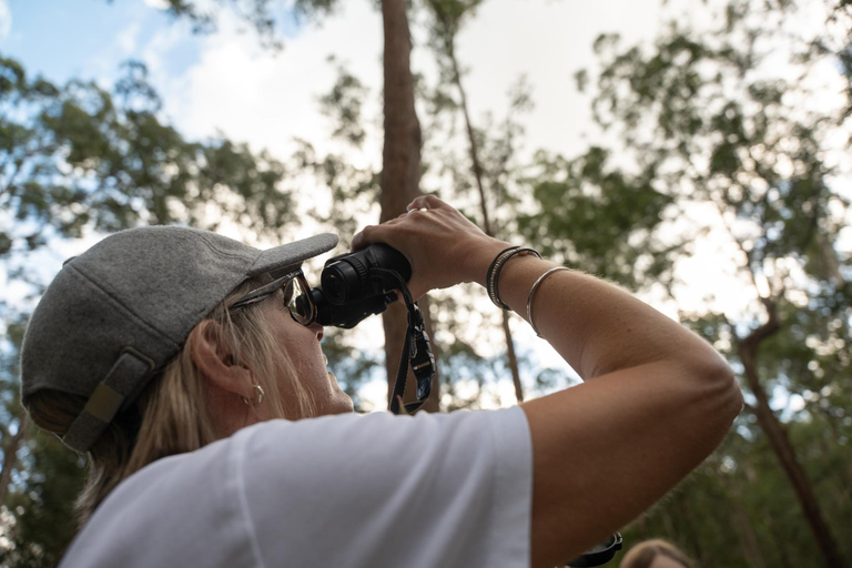 Brisbane: Koala Tour with Hotel Pickup & Morning Tea