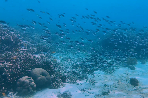 Cebu: Valhajsskådning, Kawasan Falls och snorkling