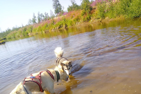 Levi: Nature Walk with Huskies