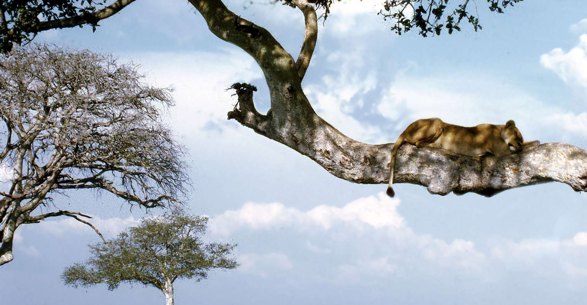 8 Days Experience Gorilla, Chimps, And Big Five - Housity