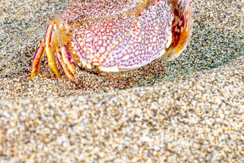 Lanzarote: Guided Snorkel Tour with free photos & videos