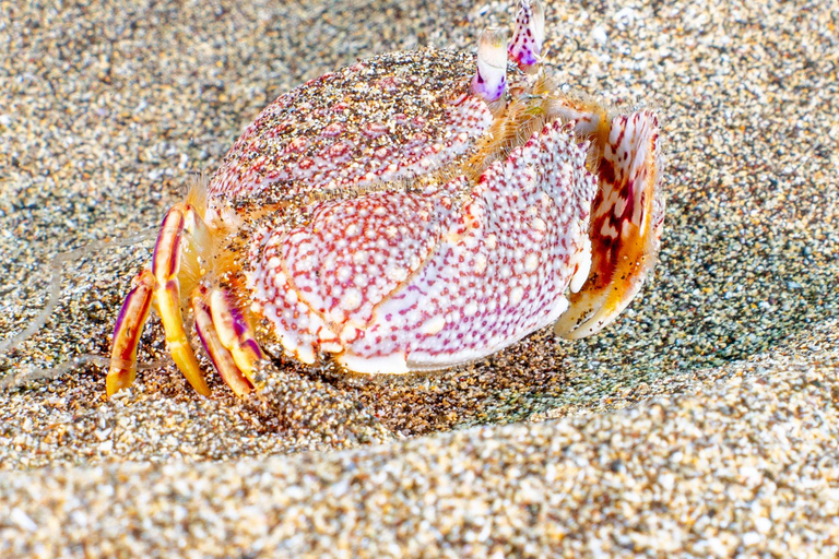 Lanzarote: Guided Snorkel Tour with free photos & videos