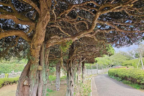 Fukuoka:Nokonoshima Island Day Trip with Tour Guide& Driver