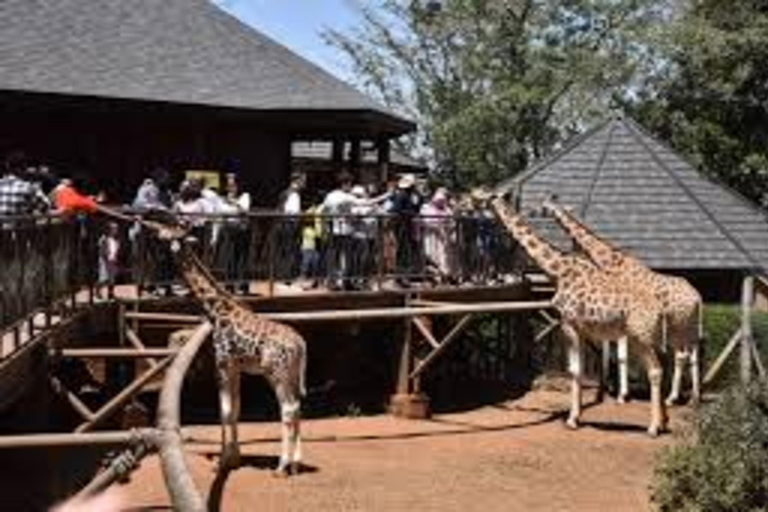 Kenia: 10-daagse gezinssafari met giraffencentrum &amp; ...