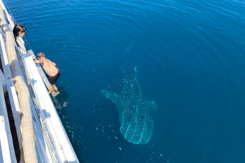 From Kopang: Komodo Island & Whale Shark Trip 4-Day Trip