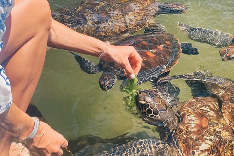 Swimming and feeding sea turtles at salam aquarim