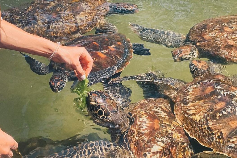 Schwimmen und Füttern von Meeresschildkröten im Salam Aquarim