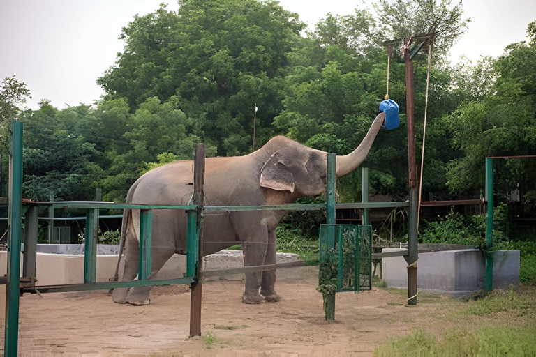 Delhi: Taj Mahal, wycieczka samochodem do centrum ratowania słoni i niedźwiedziTylko wycieczka z przewodnikiem - bez samochodu, biletów wstępu i posiłków