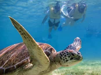 Tulum : Ruines, tortues et cénotes - Aventure