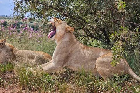 Safari- och lejonpark / Mänsklighetens vagga, Maropeng Museum