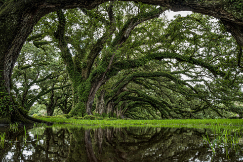 Nowy Orlean: Plantacja Oak Alley - wycieczka półdniowa