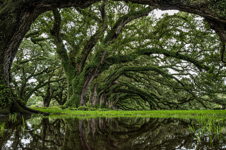 La Nouvelle-Orléans : Oak Alley Plantation visite d&#039;une demi-journée