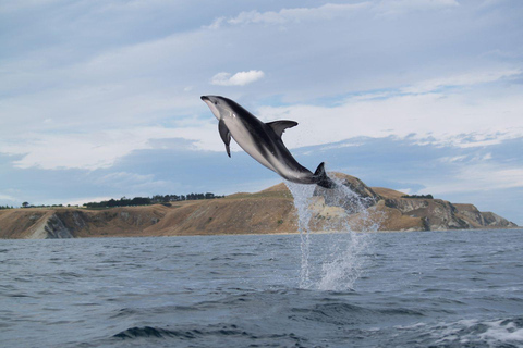 From Christchurch: Kaikōura Day Tour with Kayak