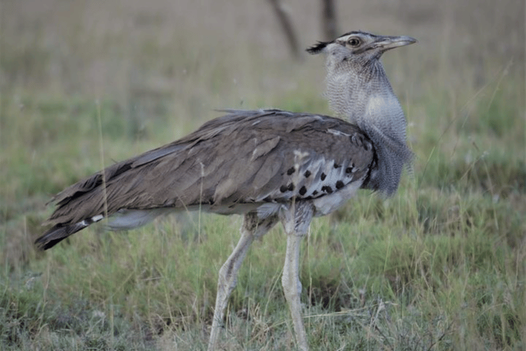 Addis Ababa: 3 Days Awash National park Safari Tour