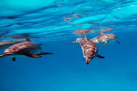 Lagoa de El Gouna e mergulho com golfinhos com almoço