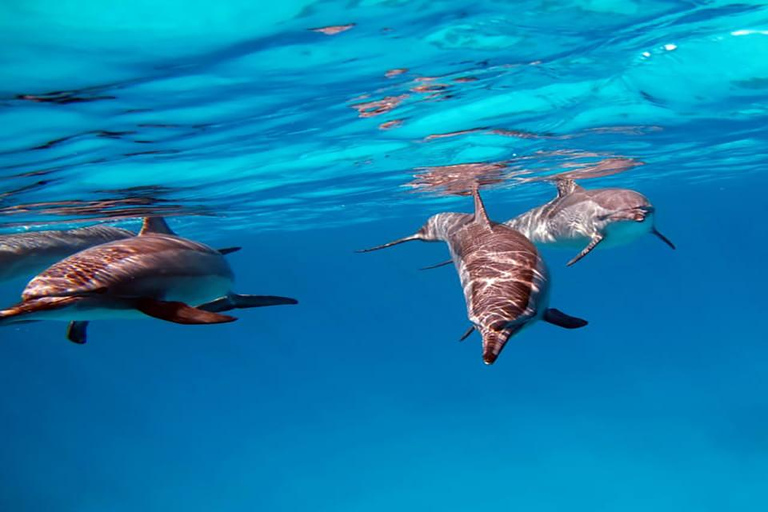 El Gouna Lagune en Dolfijnduiken met Lunch