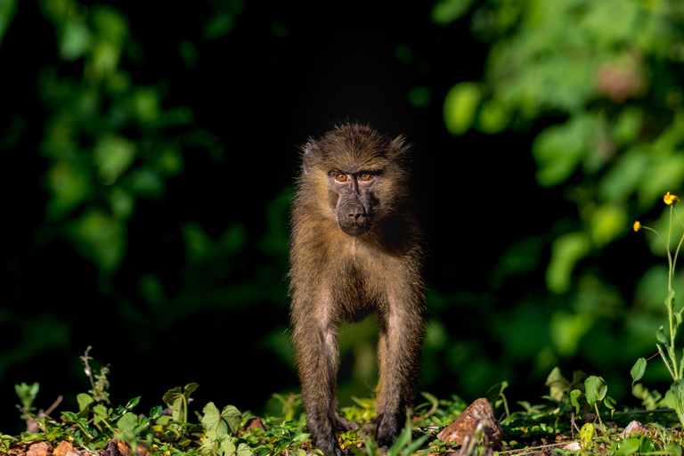 3-dagars safari med gorillaflyg i Bwindi