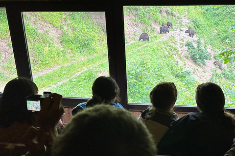 Brasov: Observação de ursos na natureza (de um esconderijo)