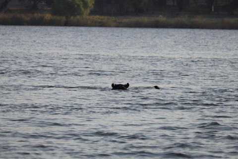 Birdwatching Livingstone Zambezi River with Sunrise