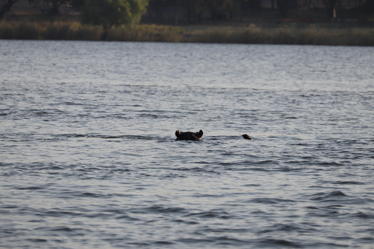 Birdwatching Livingstone Zambezi River with Sunrise