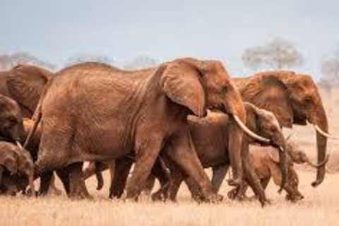 3-Days: Nairobi Safari and Maji Moto Cultural Experience