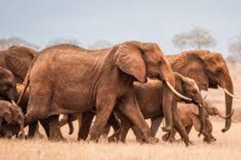 3-Days: Nairobi Safari and Maji Moto Cultural Experience