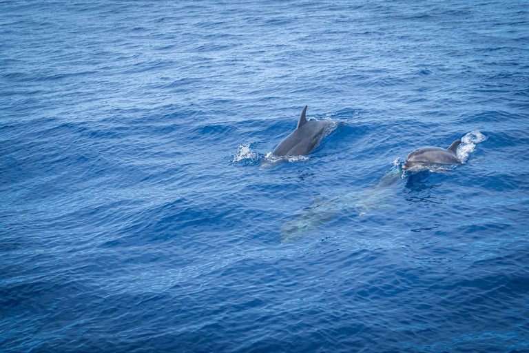 Madeira : Whales and Dolphins wooden boat excursion Tour With hotel pick-up and drop off