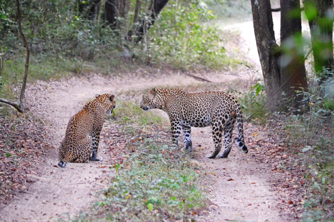 Circuit de 8 jours au Sri Lanka : 25 lieux et activités touristiques étonnantsCircuit de 8 jours à Colombo : 25 sites et activités touristiques étonnants