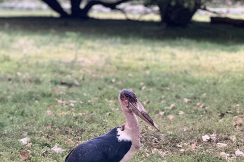 Addis Abeba: 3-tägige Tour zu den Seen des Rift Valley mit Guide