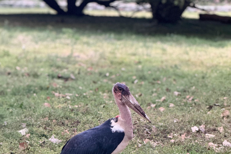 Addis Abeba: 3-tägige Tour zu den Seen des Rift Valley mit Guide