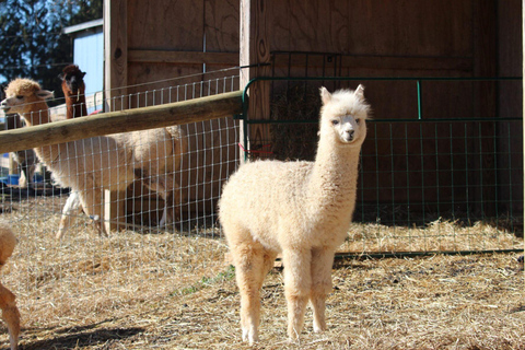 From Baku: Capybara and Alpaca Farm Family Half Day Tour